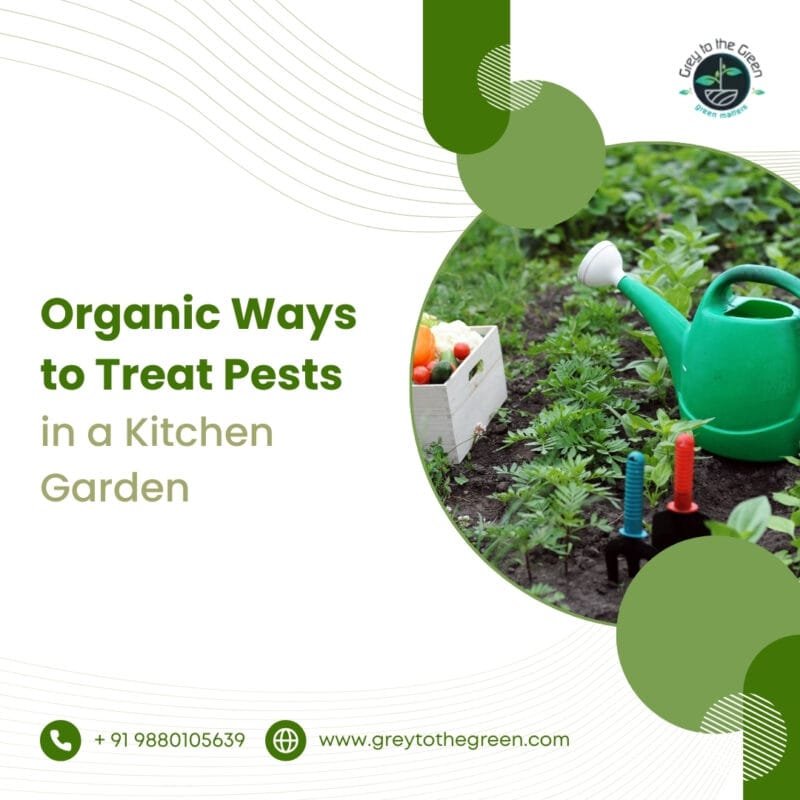 natural pest repellent for food safety