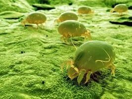 Dust Mite Allergy Control