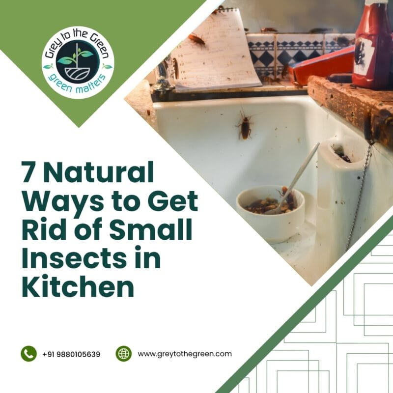 home food insect control
