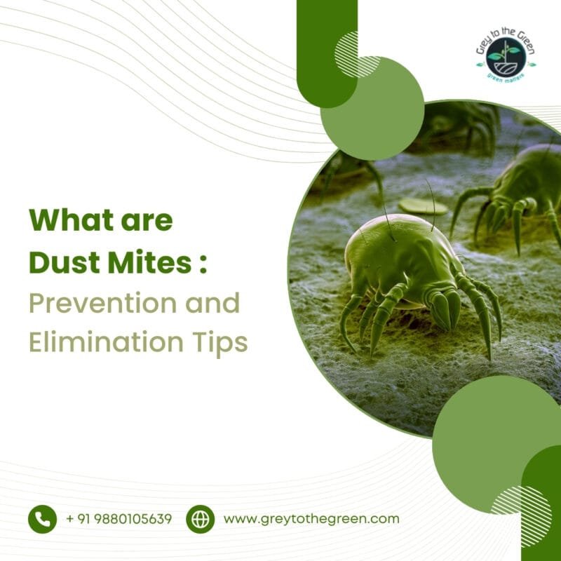Dust Mite Allergy Control