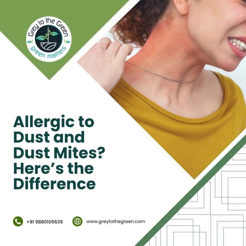 Allergic to Dust and Dust Mites Here’s the Difference