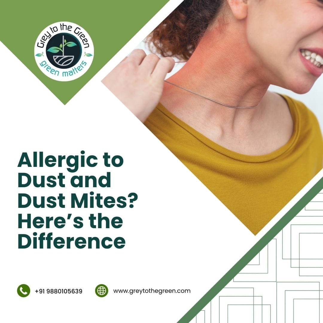 Allergic to Dust and Dust Mites Here’s the Difference